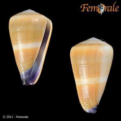 Image of cone snails