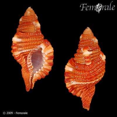 Image of triton shells
