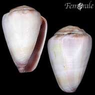 Image of Conus trochulus Reeve 1844