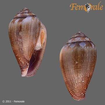 Image of cone snails