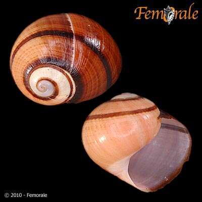 Imagem de Helminthoglyptidae