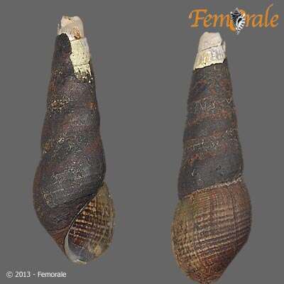 Image of Pachychilidae