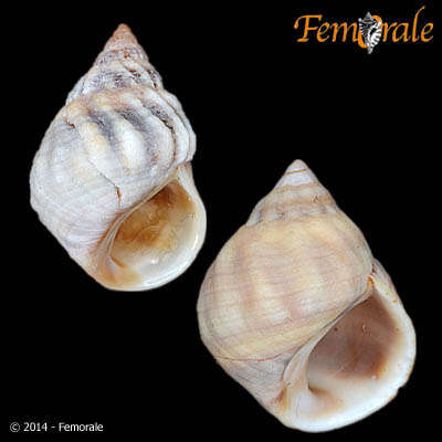 Image of Echinolittorina Habe 1956