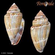 Image of cone snails