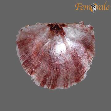 Image of Pectinida Gray 1854