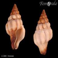 Image of Lophozoa