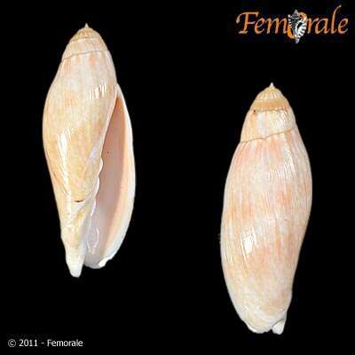 Image of Volutoconus Crosse 1871