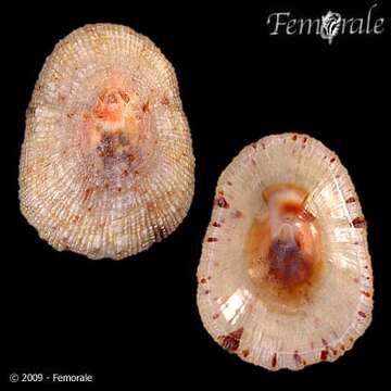 Image of Nacellidae Thiele 1891