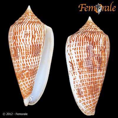 Image of cone snails