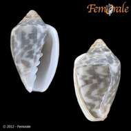 Image de Marginella Lamarck 1799