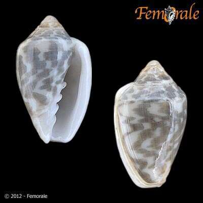 Image de Marginella Lamarck 1799