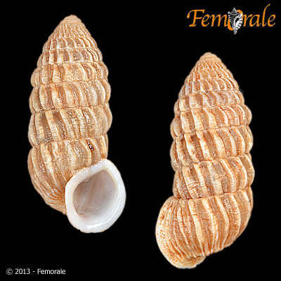 Image of Cerionidae