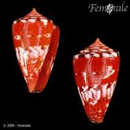 Image of Conus ziczac Megerle von Mühlfeld 1816