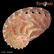 Image de Haliotoidea Rafinesque 1815