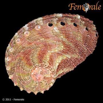 Image of Haliotoidea Rafinesque 1815