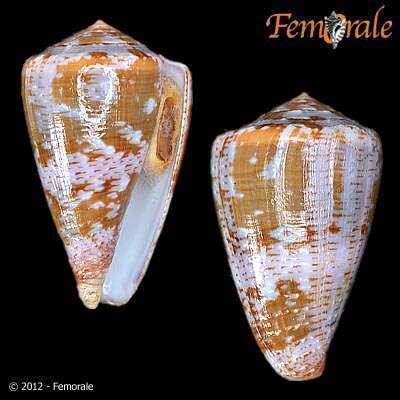 Image de Conus Linnaeus 1758