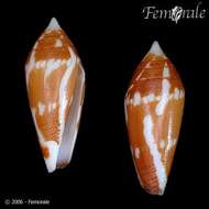 Image of cone snails