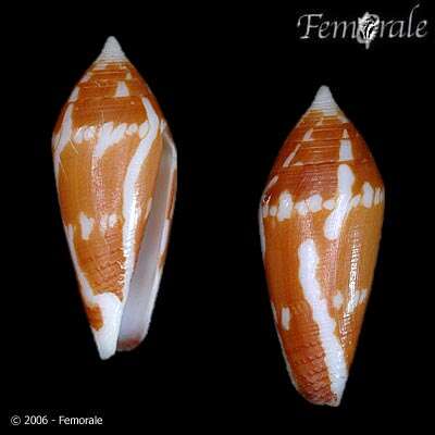 Image of cone snails