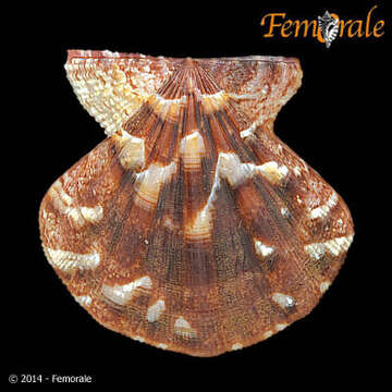 Image of Pectiniidae