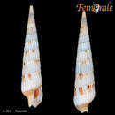 Image of <i>Hastulopsis conspersa</i>