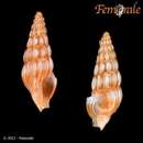 Image de Cerodrillia recticostata Fargo 1953