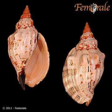 Image of Festilyria