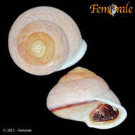 Image of Helicinoidea Férussac 1822