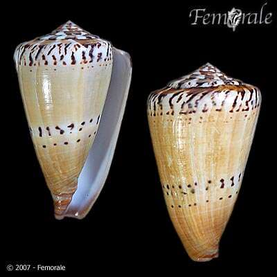 Imagem de Conus Linnaeus 1758