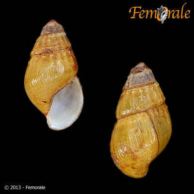 Image of Elimia emeryensis Lea 1864