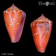 Imagem de Conus pseudocardinalis Coltro 2004