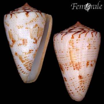 Image of Conus ziczac Megerle von Mühlfeld 1816