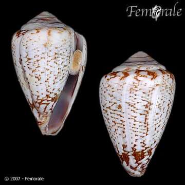 Image of Conus damottai Trovão 1979