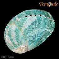 Image of Haliotoidea Rafinesque 1815