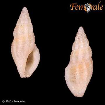 Notocytharella Hertlein & A. M. Strong 1955的圖片