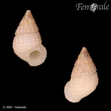 Image of unclassified Gastropoda