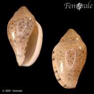 Image of Marginella Lamarck 1799