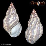 Image of pheasant shells