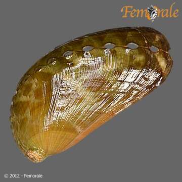 Image of Haliotoidea Rafinesque 1815