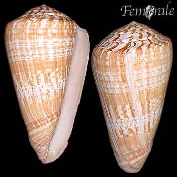 Image of Conus Linnaeus 1758