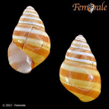 Image of Achatinella