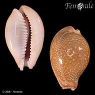 Image of Fuzzy cowrie shell