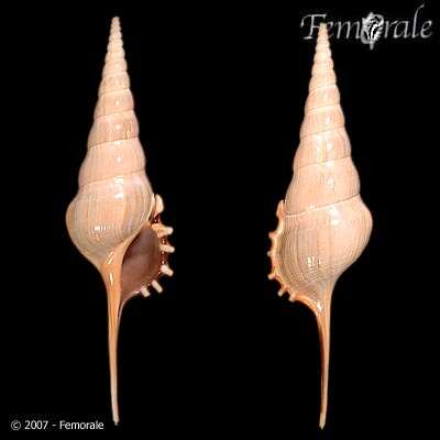 Imagem de Rostellariidae Gabb 1868