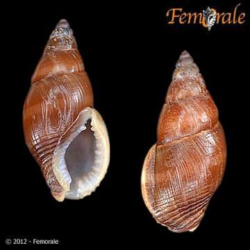 Image of Nassarius fuscus (Hombron & Jacquinot 1848)