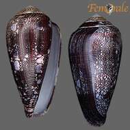 Image of cone snails