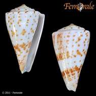 Image of Conasprella Thiele 1929