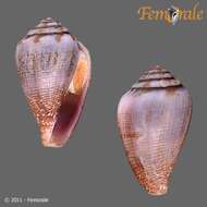 Image of cone snails