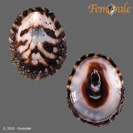 unclassified Gastropoda resmi