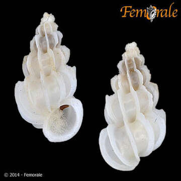 Image of Epitonioidea