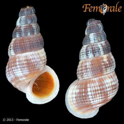 Image of Annulariidae