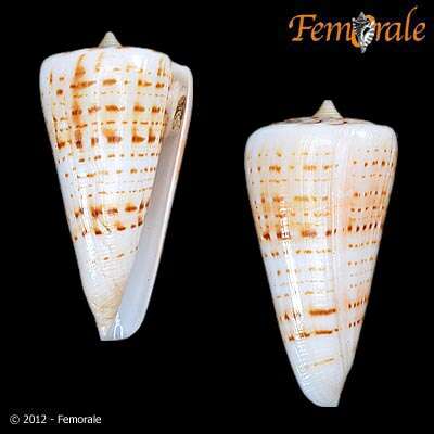 Image of cone snails